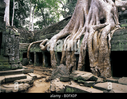 Giant kapok tree root covering Ta Phrom Temple at Angkor Wat Cambodia Stock Photo