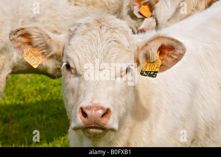 Portrait of a Charolais calf tagged in each ear. Stock Photo
