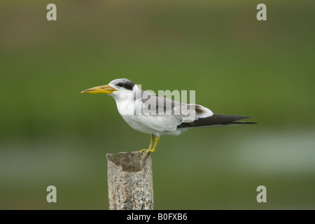 Large-billed Tern Phaetusa simplex on a post Stock Photo