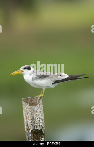 Large-billed Tern Phaetusa simplex on a post Stock Photo