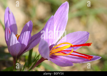 Autumn Crocus, Saffron flower, Crocus sativus, Mund Valais Switzerland Stock Photo