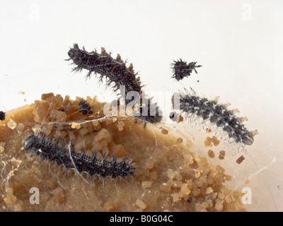 Living larvae of vanessa cardui or Painted Lady feeding in jar showing webs already being constructed Stock Photo