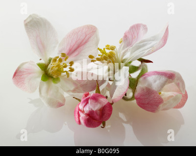 Apple blossom against a white background for cut out Stock Photo
