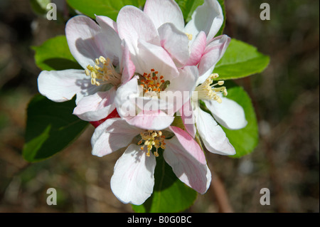 Apple Blossom flowering on a tree Stock Photo