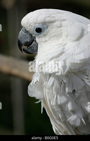 umberella cockatoo at local park Stock Photo