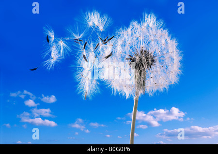 Dandelion Clock  against a blue sky Stock Photo