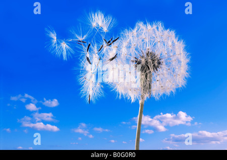 Dandelion Clock  against a blue sky Stock Photo