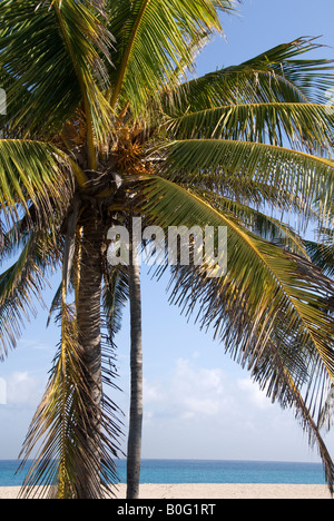 A coconut palm tree Stock Photo