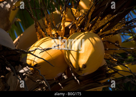 coconut palm, Cuba Stock Photo
