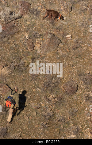 North America, United States, Man Upland Bird Hunting for Alectoris Chukar in the South Eastern Oregon Owyhee River Canyon. MR Stock Photo