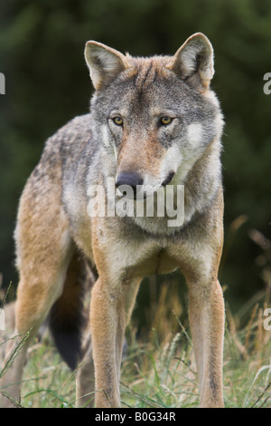 Canis lupus dingo - Wikipedia