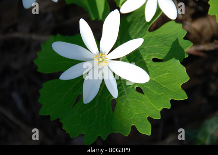 Sanguinaria canadensis (Bloodroot) has a bright red coloured sap that is known to be an irritant to human skin. Stock Photo