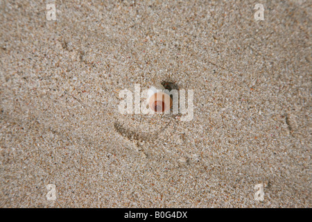Snail Stock Photo