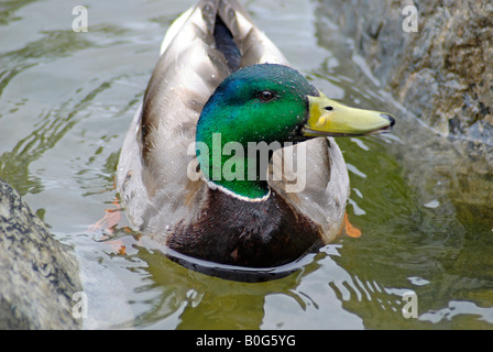 Mallard Drake, in pond at a Mississauga Park Stock Photo