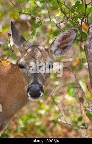 Key deer branch3s Stock Photo