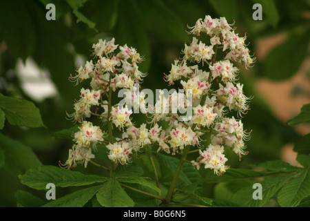 Horse Chestnut Blossom (Aesculus Hippocastanum) Stock Photo