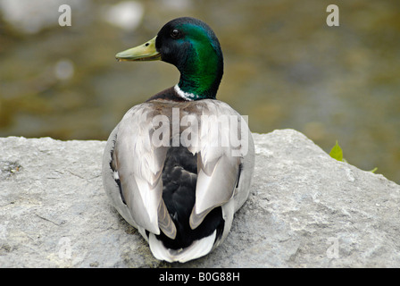 Mallard Drake perched on a rock, in a Mississauga Park Stock Photo