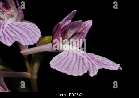 Hybrid Pink Butterfly x Green winged Orchid Anacamptis papilionacea x morio Stock Photo