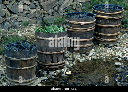 Tubs with Assam indigo Strobilanthes flaccidifolius leaves oxidised to form dark blue dye Guizhou Province China Stock Photo