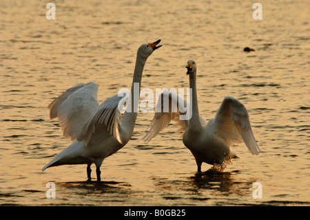 Whooper swans Cygnus cygnus calling as they court in winter Rongcheng Swan Natural Reserve at dusk Shandong China Stock Photo