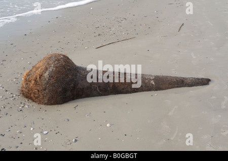 A palm tree trunk lies partially buried in the sand on Hunting Island in South Carolina, USA. Stock Photo