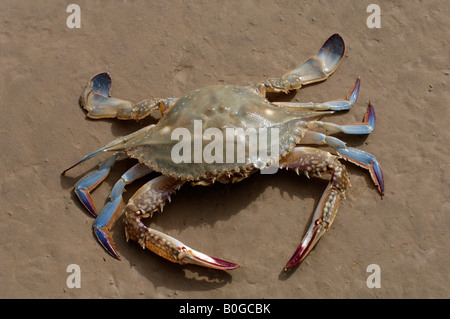 Flying crab has wing like projections on carapace and flat shaped paddles on rear legs. Eaten as food along eastern coast. Stock Photo