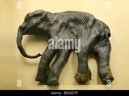 Mummy of the famous baby mammoth Dima in Zoological Museum in St Petersburg, Russia Stock Photo