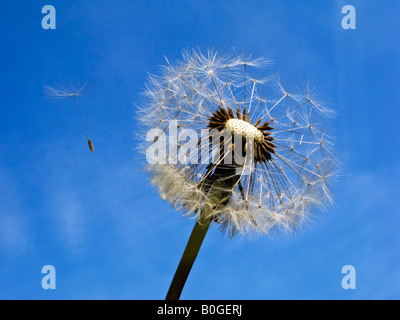 Dandelion seed head distributating seeds in the breeze. Latin name: Taraxacum officinale Stock Photo