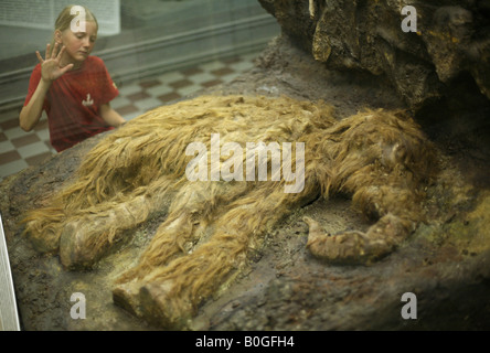 Young visitor examining a stuffed baby mammoth Dima in Zoological Museum in St Petersburg, Russia Stock Photo