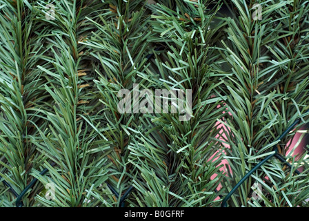 Close up of artificial grass covering fence, Paris, France Stock Photo