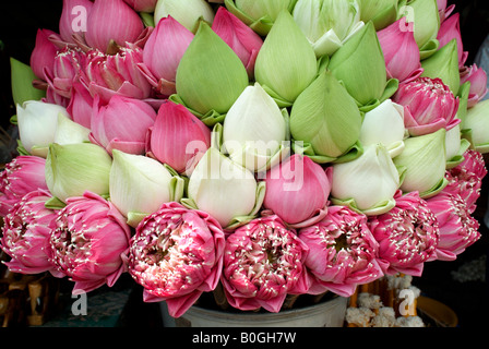 Bunches of colorful lotus blossoms and buds for sale at a Buddhist temple, Thailand. Stock Photo