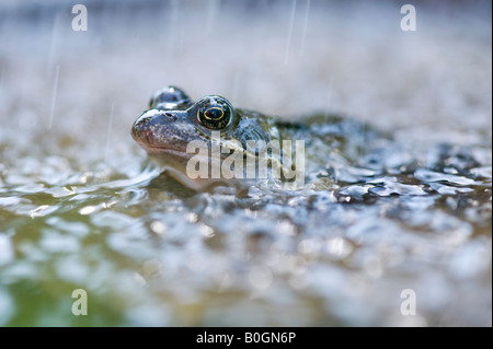 Common garden frog in water in the rain Stock Photo