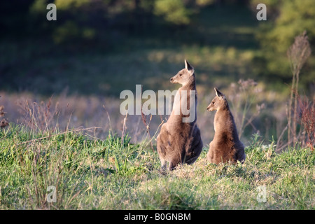 Eastern grey kangaroo, macropus giganteus, adult and joey standing together Stock Photo