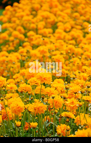 Ooty, one of the beautiful resorts in Tamilnadu, India.  Ooty is popular for it's rare varieties of plants and Tea plantations. Stock Photo