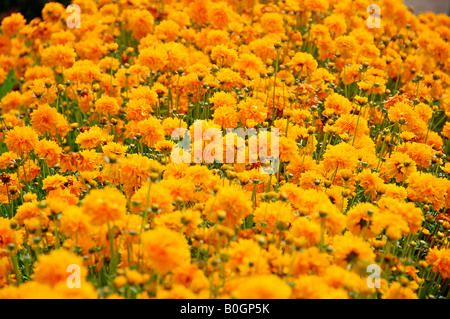 Ooty, one of the beautiful resorts in Tamilnadu, India.  Ooty is popular for it's rare varieties of plants and Tea plantations. Stock Photo