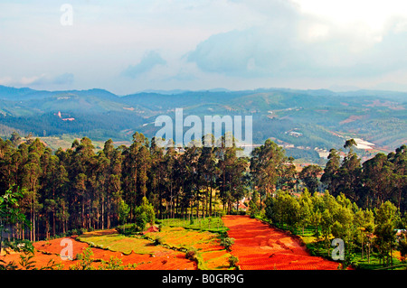 Ooty, one of the beautiful resorts in Tamilnadu, India.  Ooty is popular for it's rare varieties of plants and Tea plantations. Stock Photo