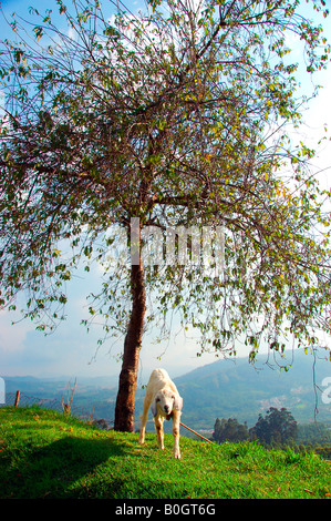 Ooty, one of the beautiful resorts in Tamilnadu, India.  Ooty is popular for it's rare varieties of plants and Tea plantations. Stock Photo