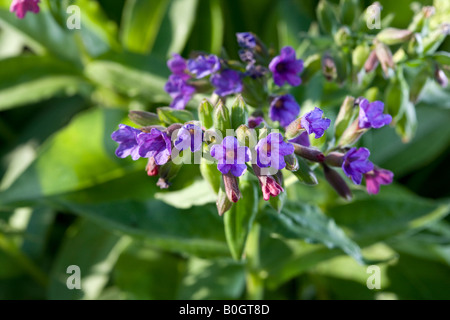 Lungwort (Pulmonaria mollis) Stock Photo