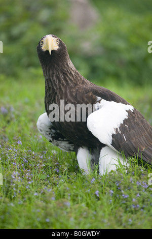 Steller's Sea Eagle - Haliaeetus pelagicus Stock Photo