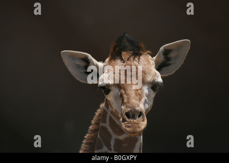 Cute little giraffe Stock Photo