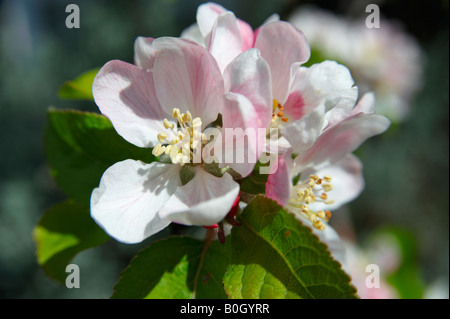 Apple Blossom flowering on a tree Stock Photo