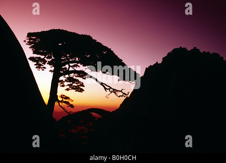 Huangshan (Yellow Mountain) at dawn with silhouette of Welcoming Pine at Jade Screen Terrace Stock Photo