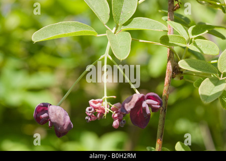 Chocolate vine, Akebia quinata flower and leaves. A spring flowering vine. May 9 2008,  Ede, the Netherlands. Stock Photo