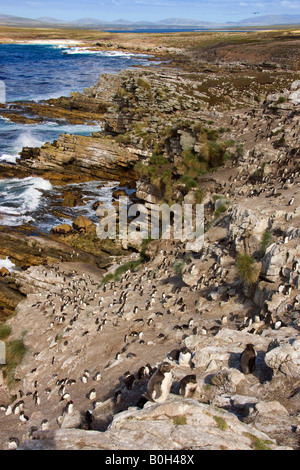 Rockhopper Penguin colony  - Eudyptes Chrysocome -  on Pebble Island in West Falkland in The Falkland Islands Stock Photo