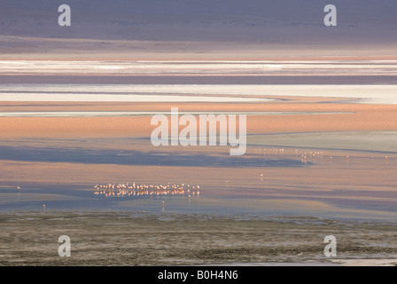 flamingos feeding in the lake Stock Photo