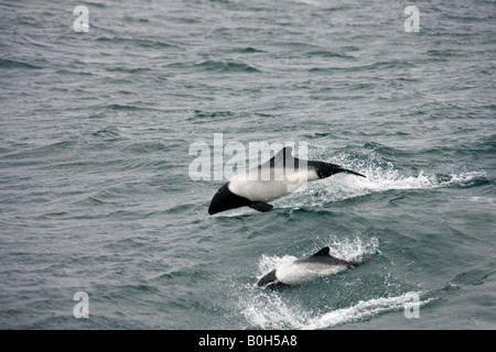 Mother and young Commersons Dolphin in the South Atlantic Ocean near the Falkland Islands - Cephalorhynchus commersonii Stock Photo