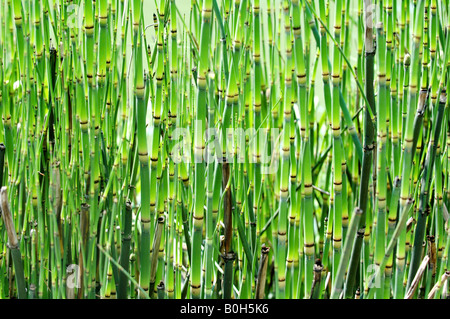 green bamboo background Stock Photo