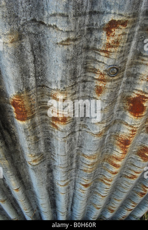 Rusty corrugated wall of a building hidden in woodland near Inveraray, Loch Fyne, Argyll, Scotland, UK. Stock Photo