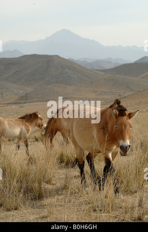Przewalskis horses Equus ferus przewalskii became extinct in the wild but have been reintroduced to Xinjiang in China Stock Photo
