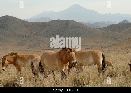 Przewalskis horses Equus ferus przewalskii became extinct in the wild but have been reintroduced to Xinjiang in China Stock Photo